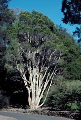 APII jpeg image of Melaleuca preissiana  © contact APII