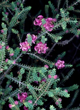 APII jpeg image of Melaleuca pulchella  © contact APII