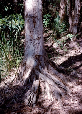 APII jpeg image of Melaleuca quinquenervia  © contact APII