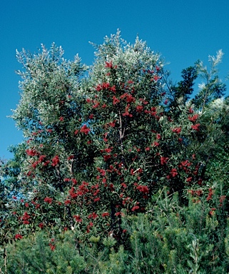 APII jpeg image of Melaleuca quinquenervia  © contact APII