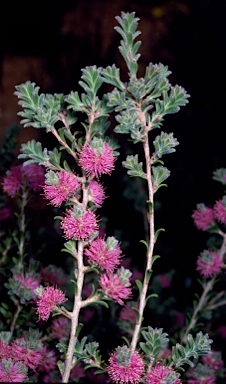 APII jpeg image of Melaleuca spathulata  © contact APII