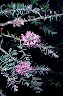 APII jpeg image of Melaleuca spicigera  © contact APII