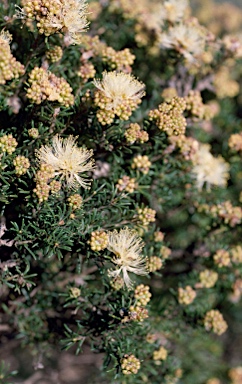 APII jpeg image of Melaleuca systena  © contact APII