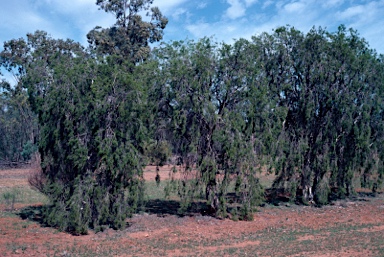 APII jpeg image of Melaleuca tamariscina  © contact APII