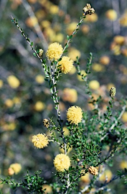 APII jpeg image of Melaleuca thymoides  © contact APII