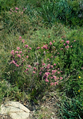 APII jpeg image of Melaleuca parviceps  © contact APII