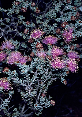 APII jpeg image of Melaleuca tuberculata var. arenaria  © contact APII