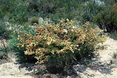 APII jpeg image of Melaleuca urceolaris  © contact APII