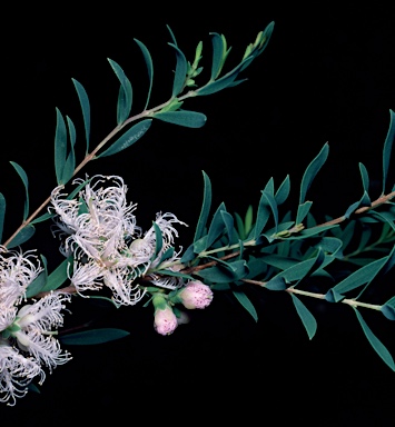 APII jpeg image of Melaleuca thymifolia 'Pink Lace'  © contact APII