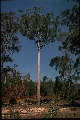 APII jpeg image of Eucalyptus acmenoides  © contact APII