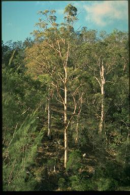 APII jpeg image of Eucalyptus punctata  © contact APII