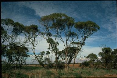 APII jpeg image of Eucalyptus brachycalyx  © contact APII