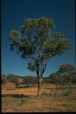 APII jpeg image of Eucalyptus bridgesiana  © contact APII