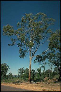 APII jpeg image of Eucalyptus dawsonii  © contact APII