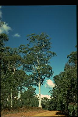 APII jpeg image of Eucalyptus dalrympleana  © contact APII