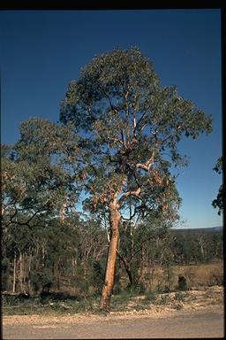 APII jpeg image of Corymbia eximia  © contact APII