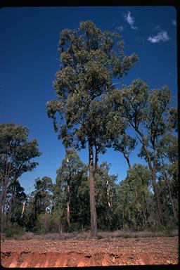 APII jpeg image of Eucalyptus fibrosa subsp. fibrosa  © contact APII