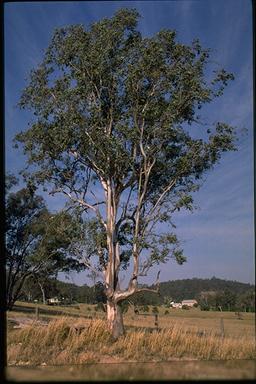 APII jpeg image of Eucalyptus glaucina  © contact APII