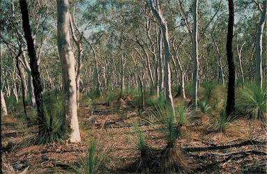 APII jpeg image of Xanthorrhoea glauca subsp. angustifolia  © contact APII