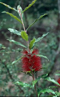 APII jpeg image of Callistemon acuminatus  © contact APII