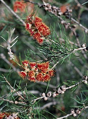 APII jpeg image of Callistemon brachyandrus  © contact APII