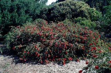 APII jpeg image of Callistemon sp.  © contact APII