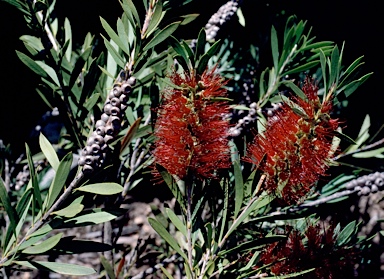 APII jpeg image of Callistemon pachyphyllus  © contact APII