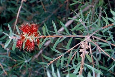 APII jpeg image of Callistemon pearsonii  © contact APII