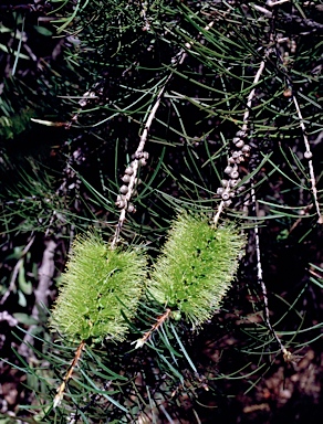 APII jpeg image of Callistemon pinifolius  © contact APII