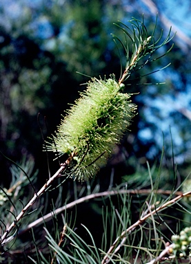 APII jpeg image of Callistemon pinifolius  © contact APII