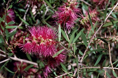 APII jpeg image of Callistemon pungens  © contact APII