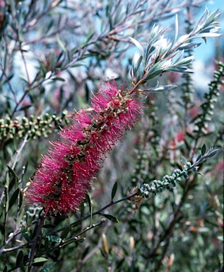 APII jpeg image of Callistemon pungens  © contact APII