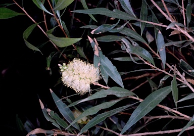 APII jpeg image of Callistemon salignus  © contact APII