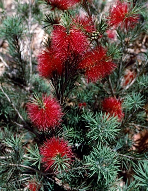 APII jpeg image of Callistemon subulatus  © contact APII