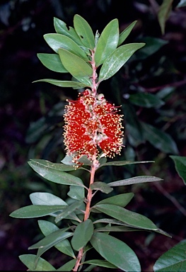 APII jpeg image of Callistemon polandii 'Cape Flattery'  © contact APII