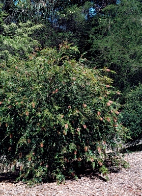 APII jpeg image of Callistemon 'Country Sprite'  © contact APII