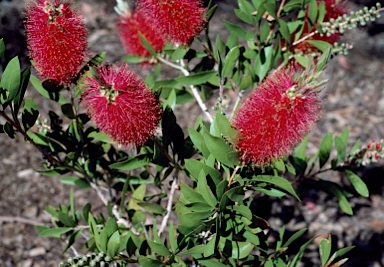 APII jpeg image of Callistemon citrinus 'Demesne Rowena'  © contact APII