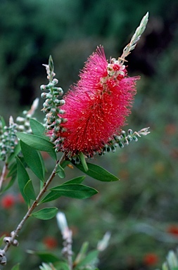 APII jpeg image of Callistemon citrinus 'Demesne Rowena'  © contact APII