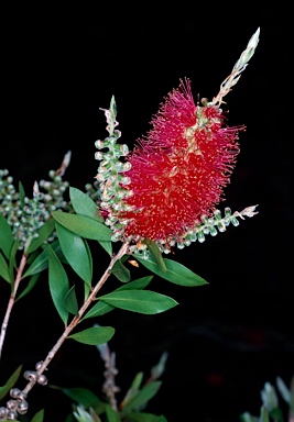 APII jpeg image of Callistemon citrinus 'Demesne Rowena'  © contact APII