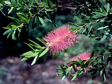 APII jpeg image of Callistemon 'Glasshouse Country'  © contact APII