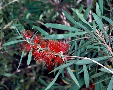 APII jpeg image of Callistemon viminalis 'Marlborough'  © contact APII