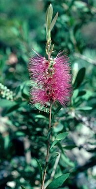 APII jpeg image of Callistemon citrinus 'Mauve Mist'  © contact APII