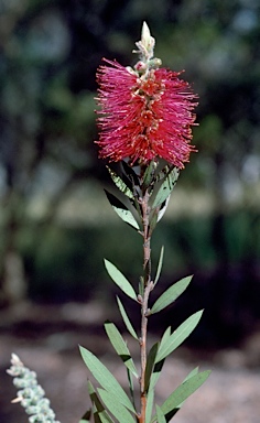 APII jpeg image of Callistemon 'Mt. Drummer'  © contact APII