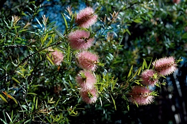 APII jpeg image of Callistemon salignus 'Pink'  © contact APII