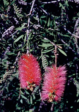 APII jpeg image of Callistemon 'Reeve's Pink'  © contact APII