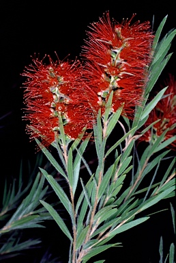 APII jpeg image of Callistemon viminalis 'Rose Opal'  © contact APII