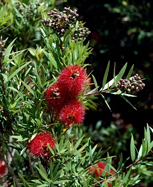 APII jpeg image of Callistemon viminalis 'Rose Opal'  © contact APII