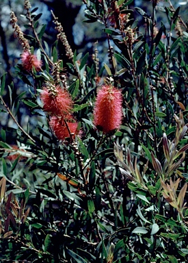 APII jpeg image of Callistemon 'Western Glory'  © contact APII