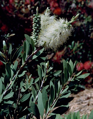 APII jpeg image of Callistemon citrinus 'White Anzac'  © contact APII