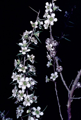 APII jpeg image of Leptospermum continentale  © contact APII